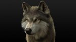 Wolf 3D Model Online