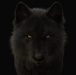 Black Wolf 3D Model Online | Buy Animal 3D Model Online