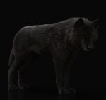 Black Wolf 3D Model Online | Buy Animal 3D Model Online