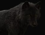 Black Wolf 3D Model Online | Buy Animal 3D Model Online