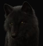Black Wolf 3D Model Online | Buy Animal 3D Model Online