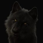 Black Wolf 3D Model Online | Buy Animal 3D Model Online