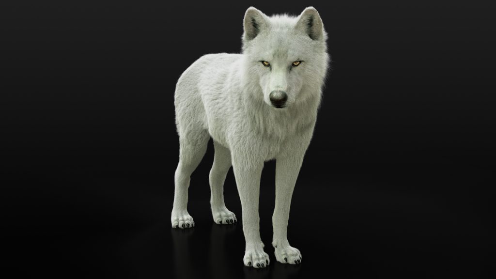 Arctic Wolf (RIGGED) (XGEN) 3D Models Online White wolf 3D models online