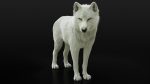 Arctic Wolf (RIGGED) (XGEN-igs) 3D Models Online | Massimo Righi
