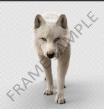 Buy Footage Black Wolf (front) walk 3D Models Online | Massimo Righi