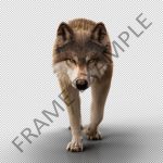 Buy Footage Black Wolf (front) walk 3D Models Online | Massimo Righi
