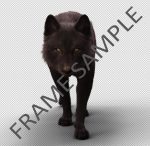Buy Footage Black Wolf (front) walk 3D Models Online | Massimo Righi
