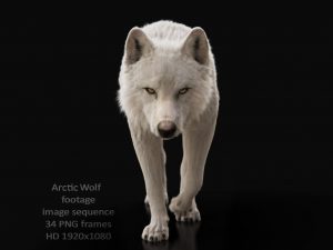 Buy Footage Arctic Wolf (front) walk 3D Models Online | Massimo Righi