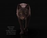 Buy Footage Black Wolf (front) walk 3D Models Online | Massimo Righi