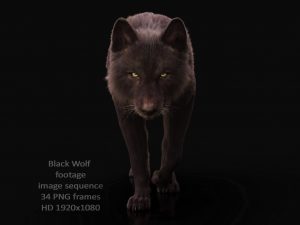 Buy Footage Black Wolf (front) walk 3D Models Online | Massimo Righi