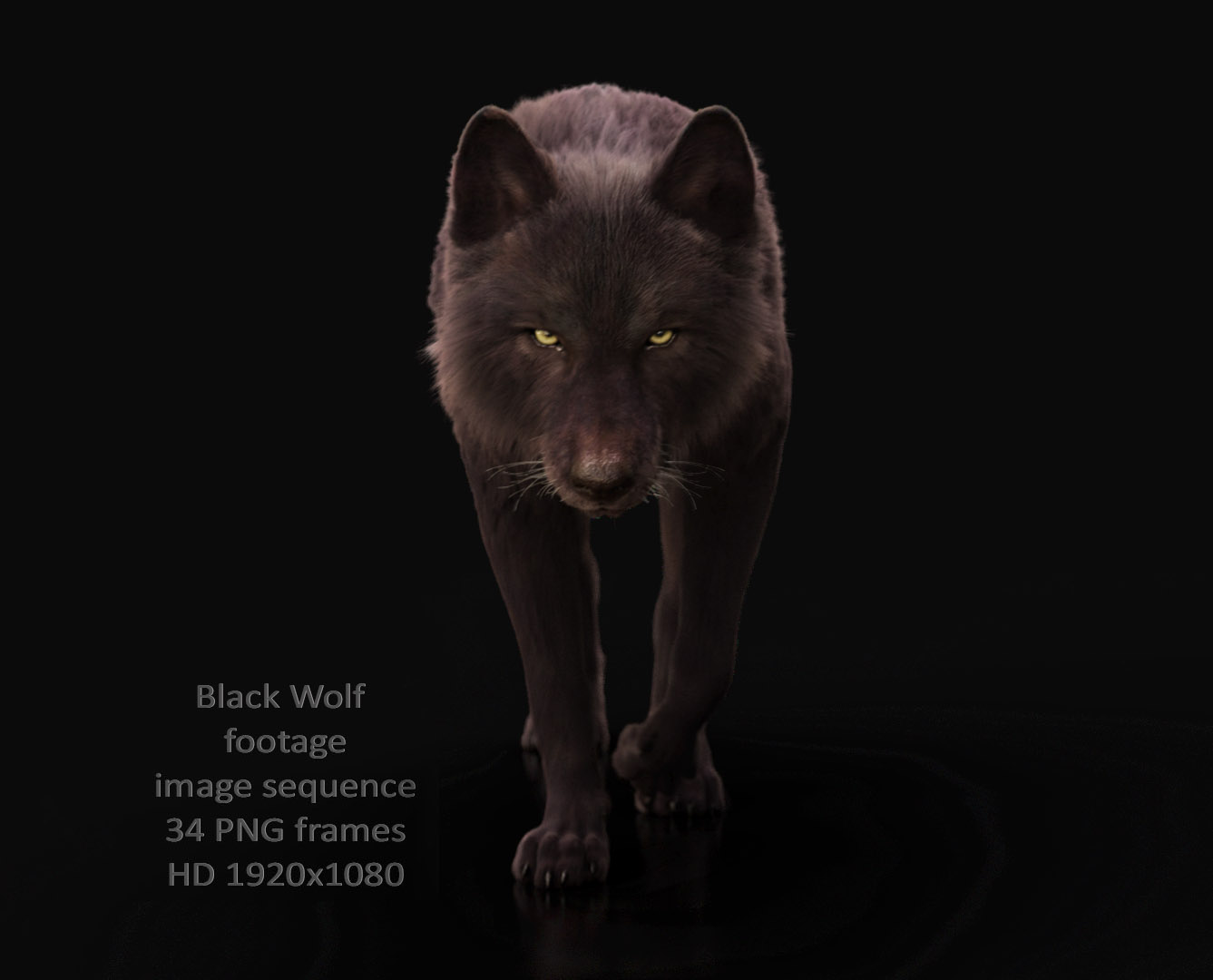 Buy Footage Black Wolf (front) walk 3D Models Online | Massimo Righi Buy Footage Black Wolf (front) walk 3D Models Online | Massimo Righi