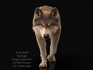 Buy Footage Black Wolf (front) walk 3D Models Online | Massimo Righi