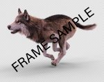 Buy Footage Wolf (front) run- 3D Models Online | Massimo Righi