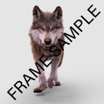 Buy Footage Wolf (front) run- 3D Models Online | Massimo Righi