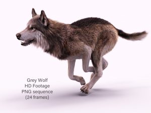 Buy Footage Wolf (front) run- 3D Models Online | Massimo Righi