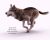 Buy Footage Wolf (front) run- 3D Models Online | Massimo Righi