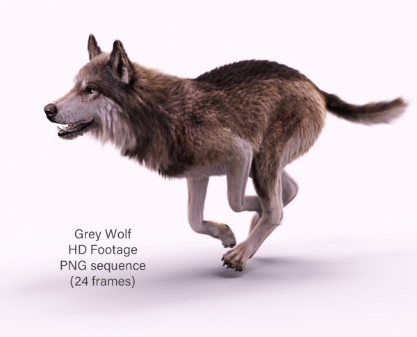Buy Footage Wolf (front) run- 3D Models Online | Massimo Righi