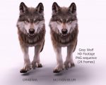 Buy Footage Wolf (front) run- 3D Models Online | Massimo Righi