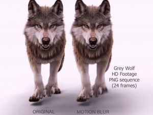 Buy Footage Wolf (front) run- 3D Models Online | Massimo Righi