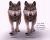 Buy Footage Wolf (front) run- 3D Models Online | Massimo Righi