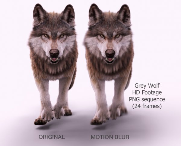 Buy Footage Wolf (front) run- 3D Models Online | Massimo Righi