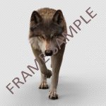 Buy Footage Wolf (front) run- 3D Models Online | Massimo Righi