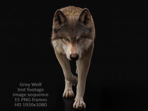Buy Footage Wolf (front) run- 3D Models Online | Massimo Righi