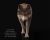 Buy Footage Wolf (front) run- 3D Models Online | Massimo Righi