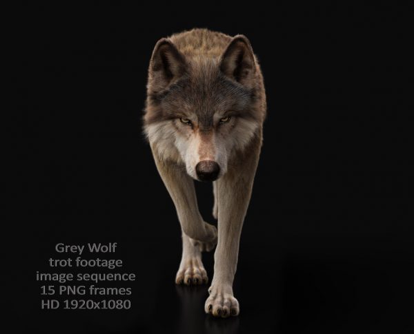 Buy Footage Wolf (front) run- 3D Models Online | Massimo Righi
