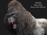 Buy Gorilla 3D (RIG) (XGEN-CORE) Model Online
