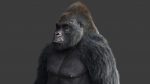 Gorilla 3D Model Online