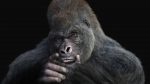 Gorilla 3D Model Online