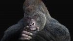 Gorilla 3D Model Online