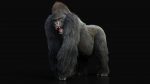 Gorilla 3D Model Online