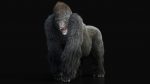 Gorilla 3D Model Online