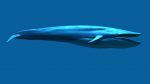 Buy Blue Whale 3D Model Online