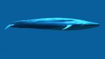 Buy Blue Whale 3D Model Online