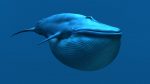 Buy Blue Whale 3D Model Online