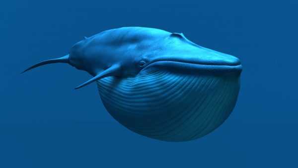 Buy Blue Whale 3D Model Online Buy Blue Whale 3D Model Online