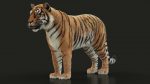 Bengal Tiger Rigged (Xgen-core) 3D Model Online