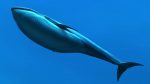 Buy Blue Whale 3D Model Online