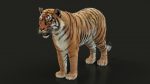 Bengal Tiger Rigged (Xgen-core) 3D Model Online
