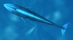 Buy Blue Whale 3D Model Online