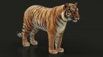 Bengal Tiger Rigged (Xgen-core) 3D Model Online
