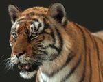 Bengal Tiger Rigged (Xgen-core) 3D Model Online