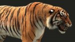 Bengal Tiger Rigged (Xgen-core) 3D Model Online