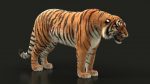 Bengal Tiger Rigged (Xgen-core) 3D Model Online