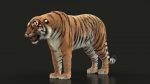 Bengal Tiger Rigged (Xgen-core) 3D Model Online
