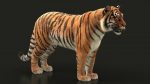 Bengal Tiger Rigged (Xgen-core) 3D Model Online