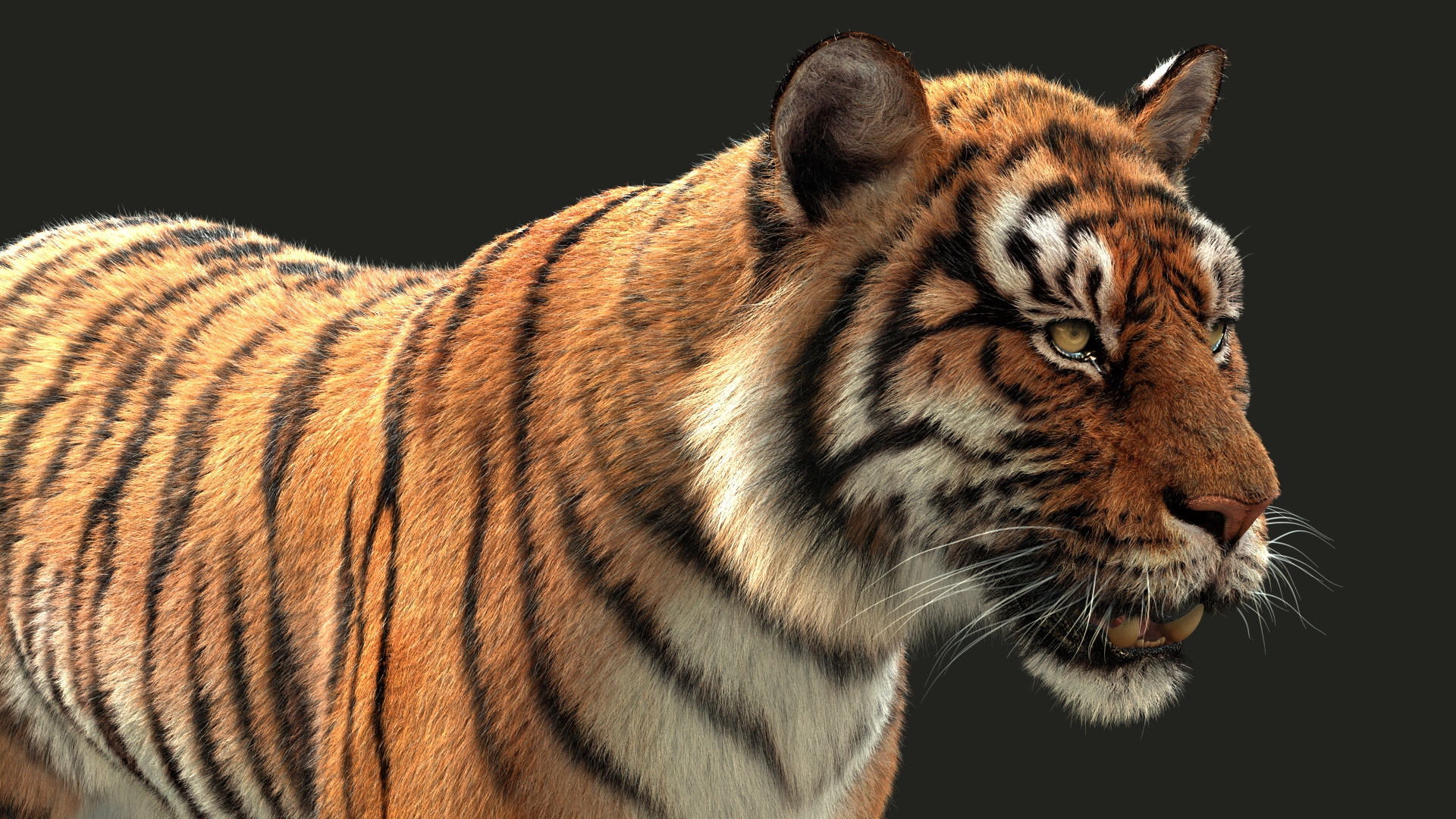 Bengal Tiger Rig